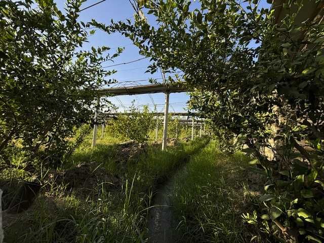 lssiqxona va yordamchi xo`jalik binolari