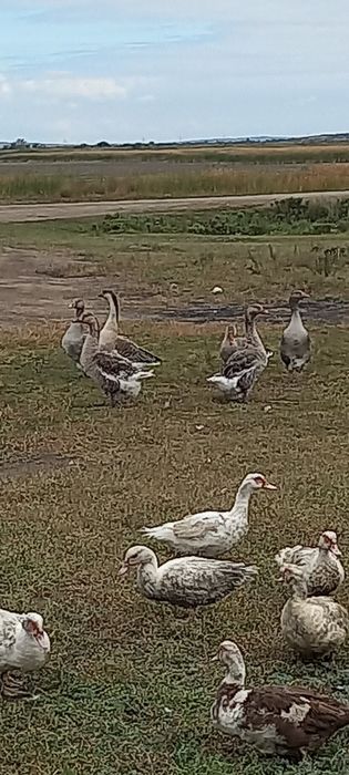 Гусьи Крупные серый