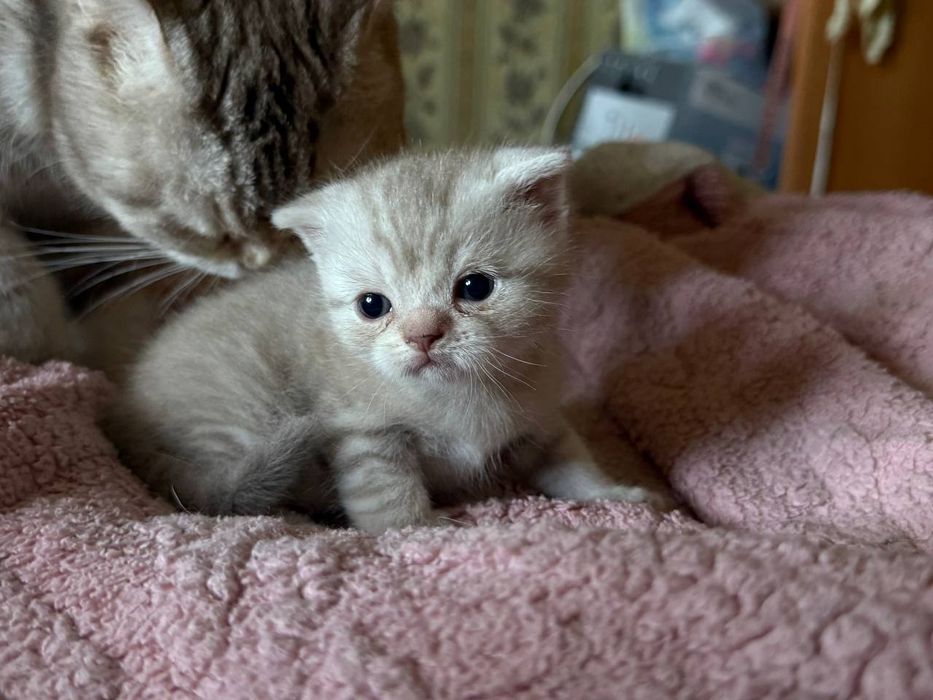 Продам шотландских вислоухих котят