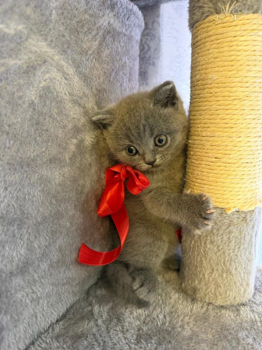 Pisici british foarte jugausi