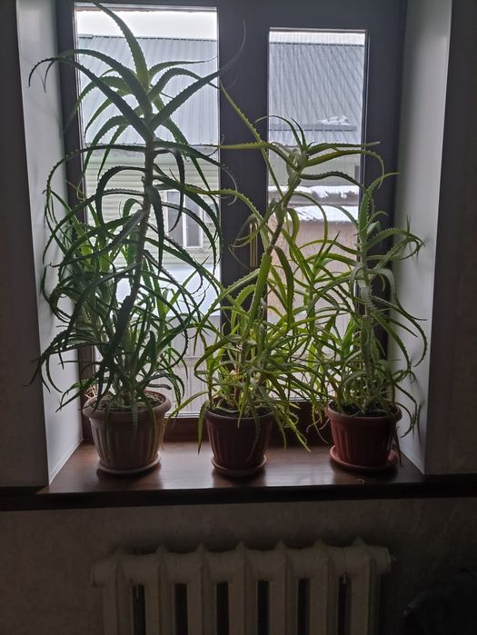 Продам Алоэ Вера