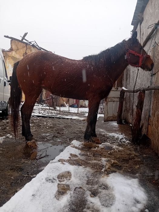 Vand iapa 8 ani forte cuminte