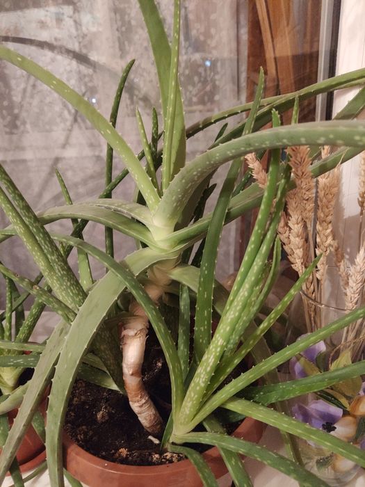 Алоэ полуторогодовалые с горшком