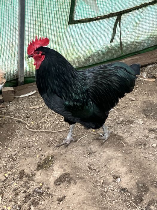 Cocoş australorp