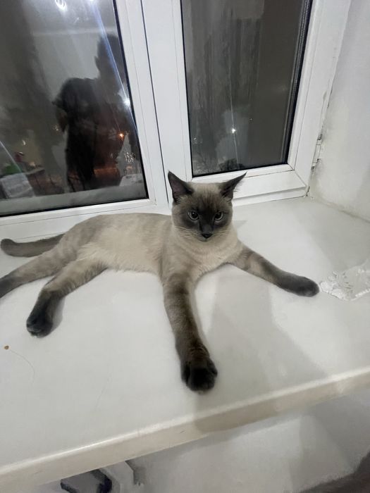 Отдам хорошие руки