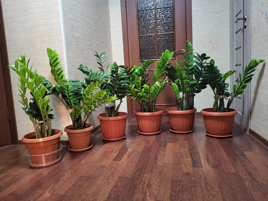 Цветы, Денежное дерево.