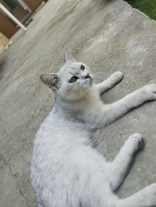 7 oylik yetilgan shinshilla mushuk erkak