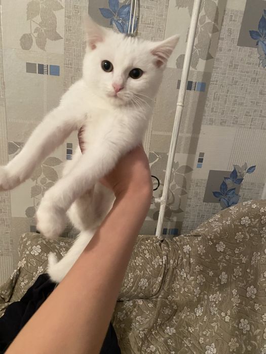 Котенок приучена к лотку