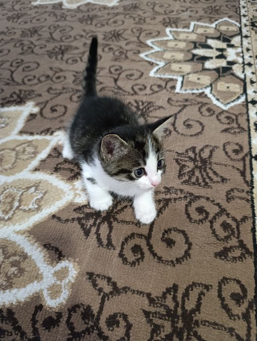 Котята бесплатно