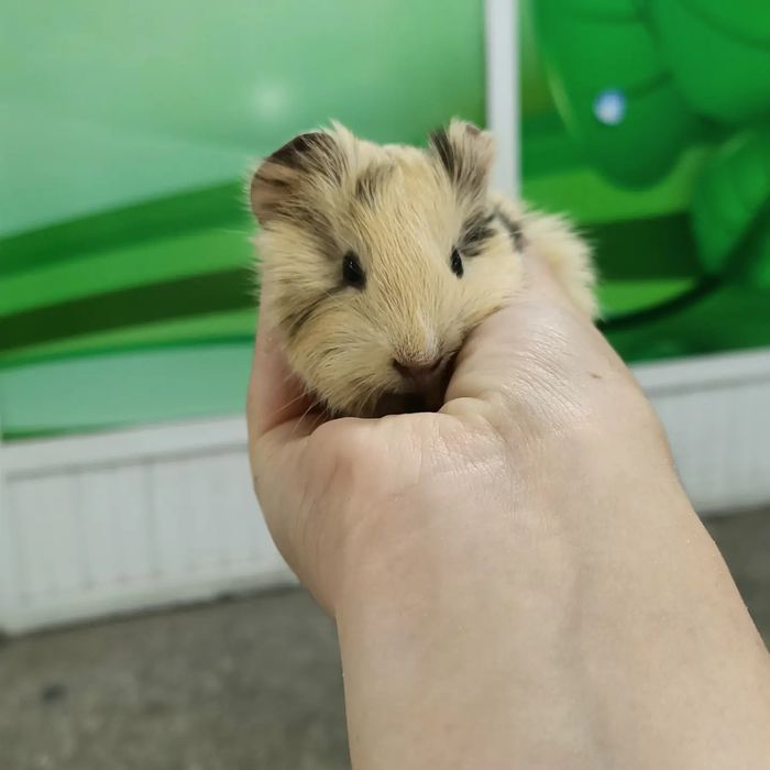 Морские свинки детки