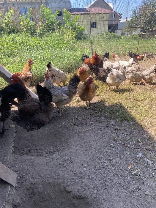 Продам домашние куры