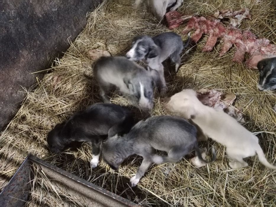 Продам щенков тазы