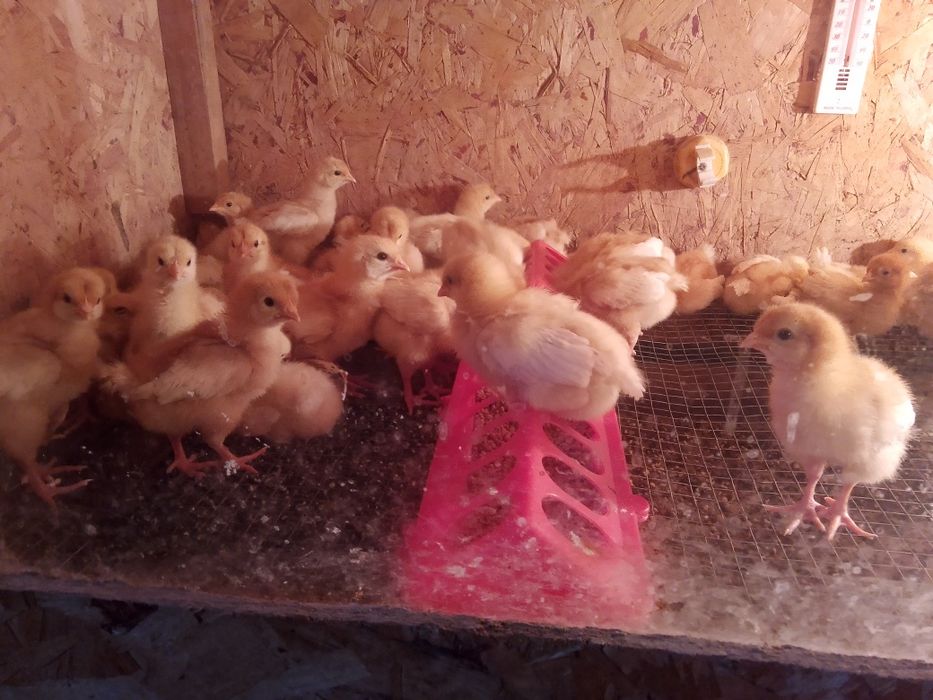 Цыплята Ломан Браун