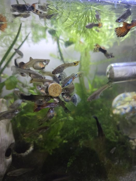 Pastile care se lipesc pe acvariu