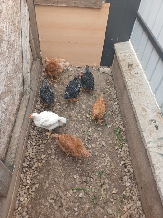 Pasari de casa pui r mixta f frumosi