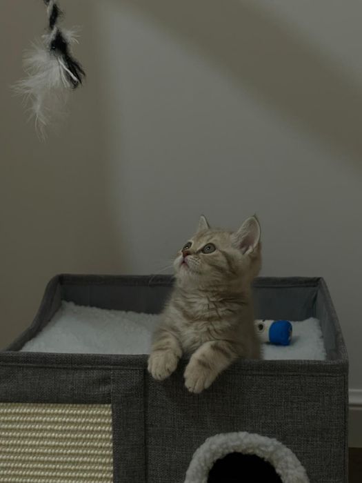 Продам котенка шотландец