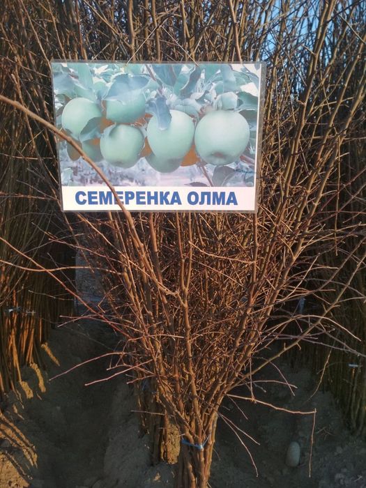 Мевали кучатлар бор. Mevali ko'chatlar sotiladi!