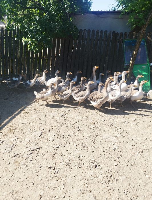 Gâște de vânzare