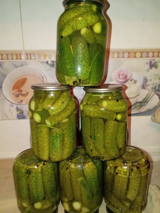 Рассада огурцов в стаканчиках. Доставка.