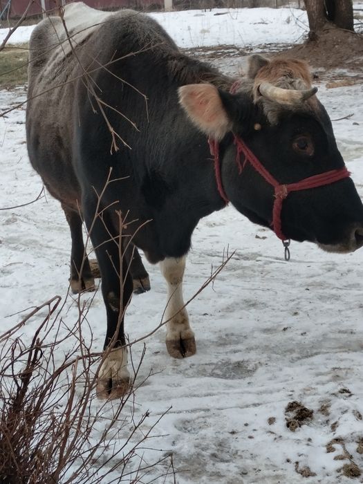 Бузаулы сиыр сатылады