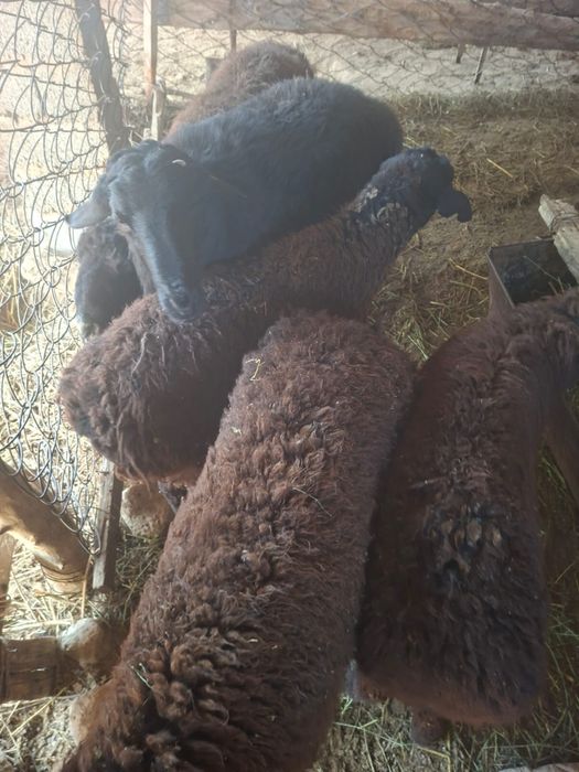 Секе 4 жасар қошқарлар 2 жасар 1 жасарлар