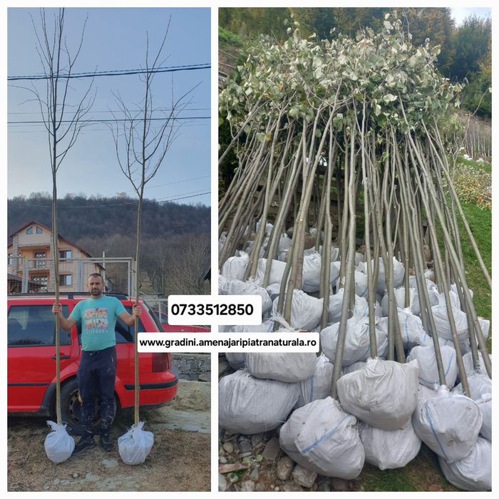 Tei argintiu, tei de floare, tei mirositor, tei argintiu de floare