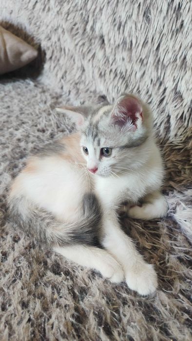 Красивый котенок