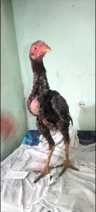 Дакан Жожалар Сотилади!