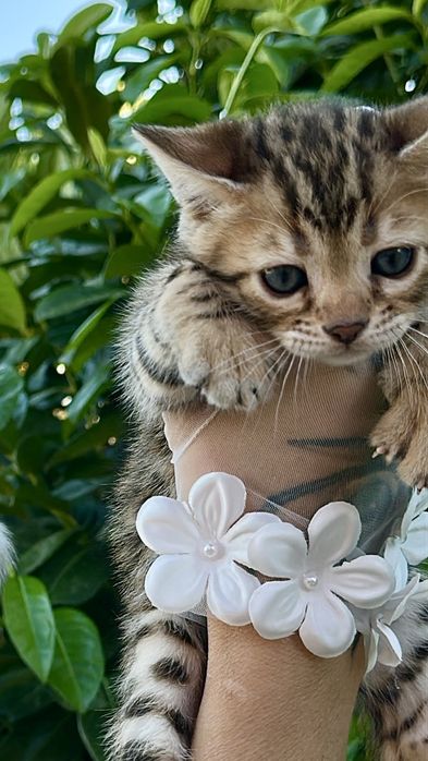 Элитни бенгалски котенца с родословие -снежен,сребърни,кафяви,сини(WCF)