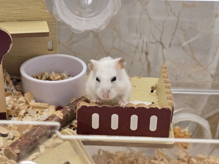 Джунгарский хомяк