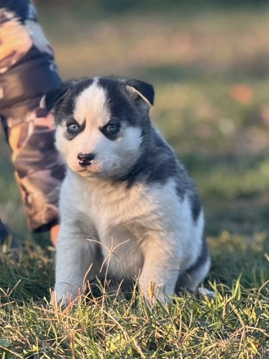 Pui Husky Siberian(exemplar deosebit)!