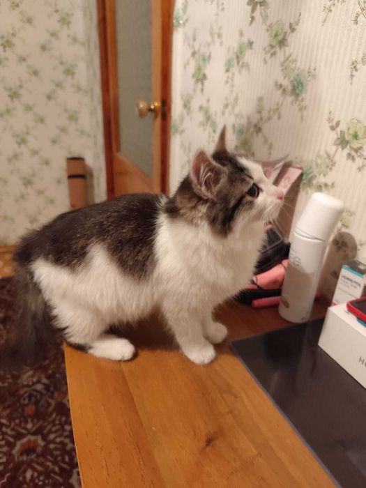 Отдам бесплатно котёнка девочка