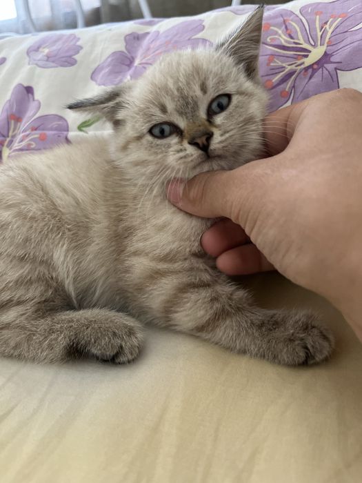Шотландские вислоухие котята