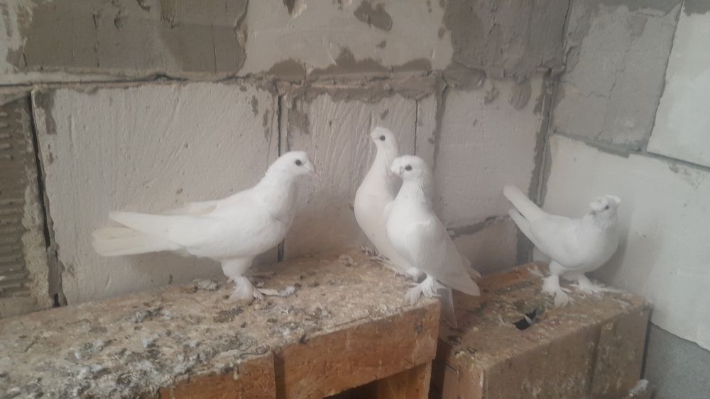 Голуби такла все голубки