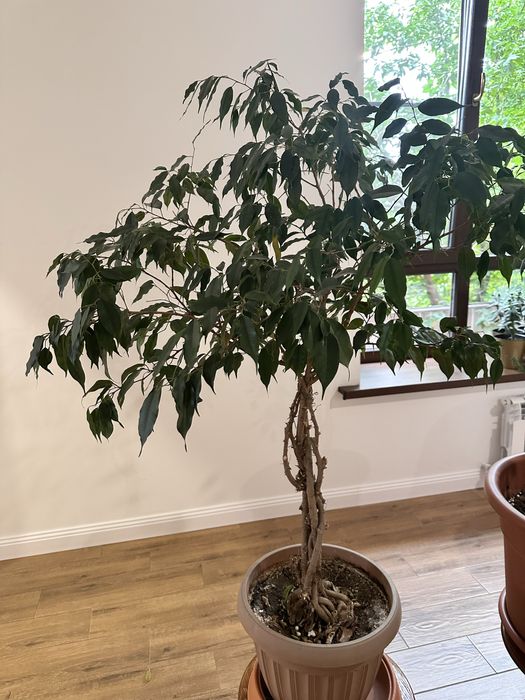 Комнатные цветы.