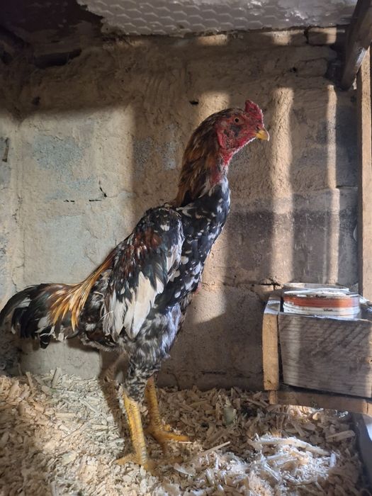 Продам джужика сентябряски