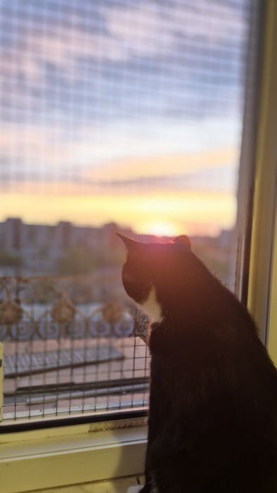 Mica pisica cauta familie