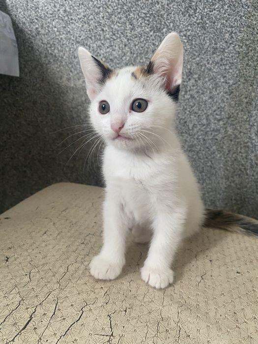 котенка котенкаа