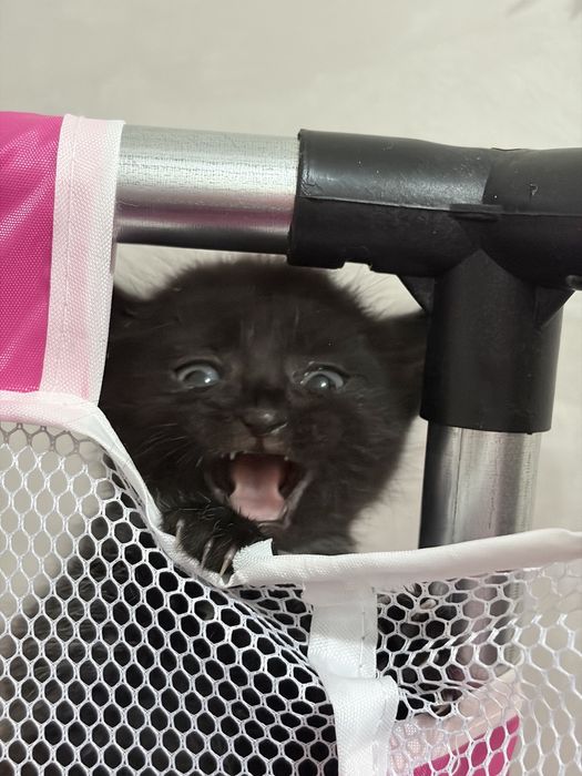 Отдам котят с доставкой !