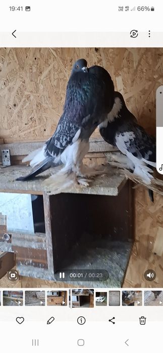 Vând porumbei  gusati  de pomerania