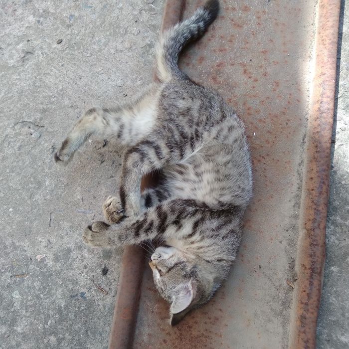 Котенок в добрые руки (мальчик)