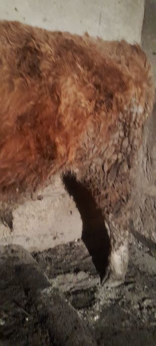 1 жастан асқан бұқа сатылады