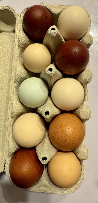 Vand oua bio pentru consum