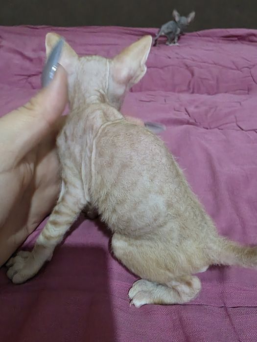 Готовы к брони донские сфинксы