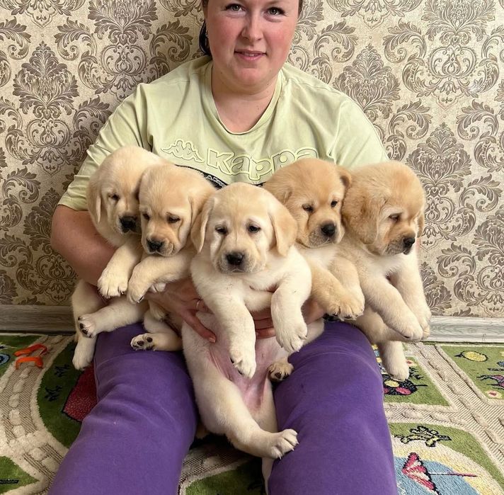 Щенки Лабрадор-Ретривер!