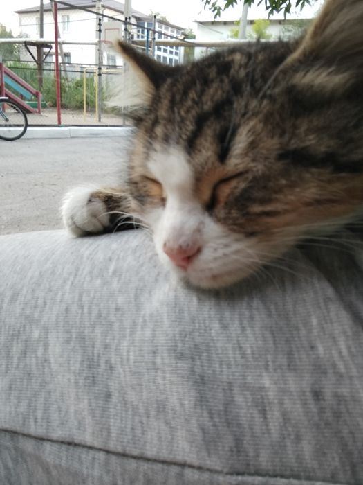 кошка в добрые руки