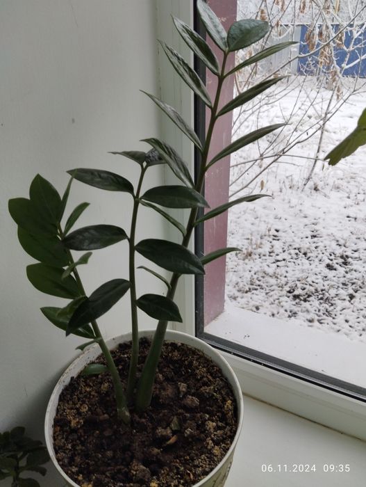 Продам долларовое дерево молодое