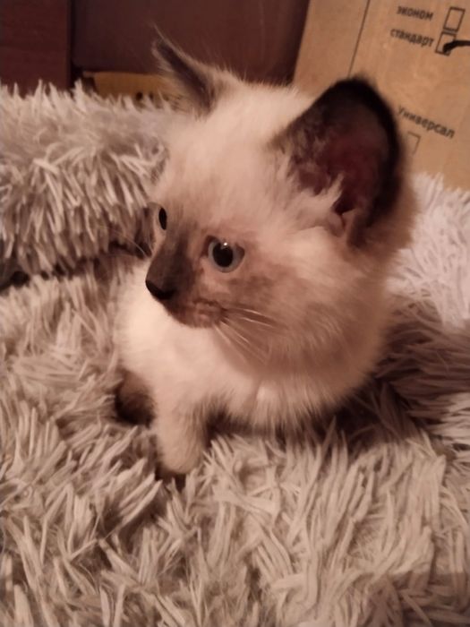 Мальчик и девочка