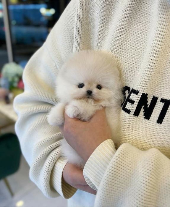 Pomeranian cu pedigree micro
