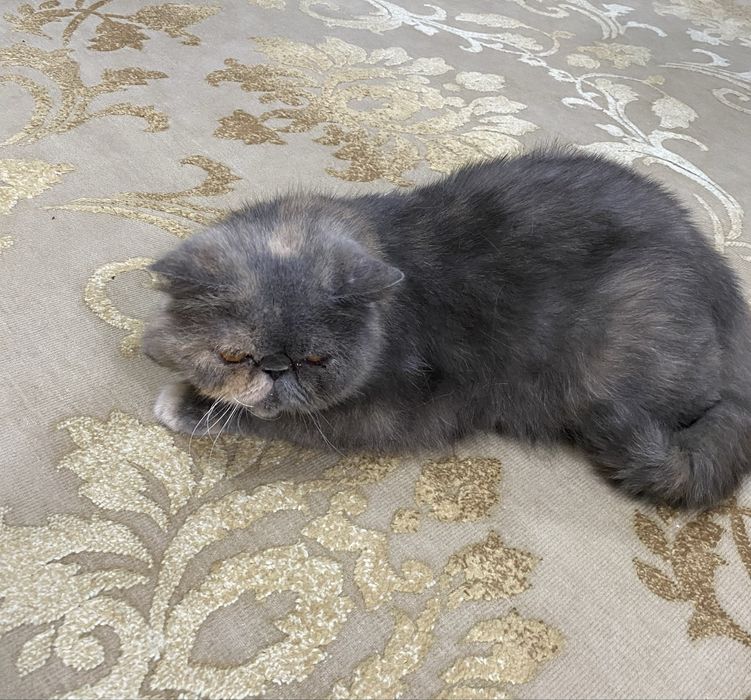 Отдам кошку в хорошие руки